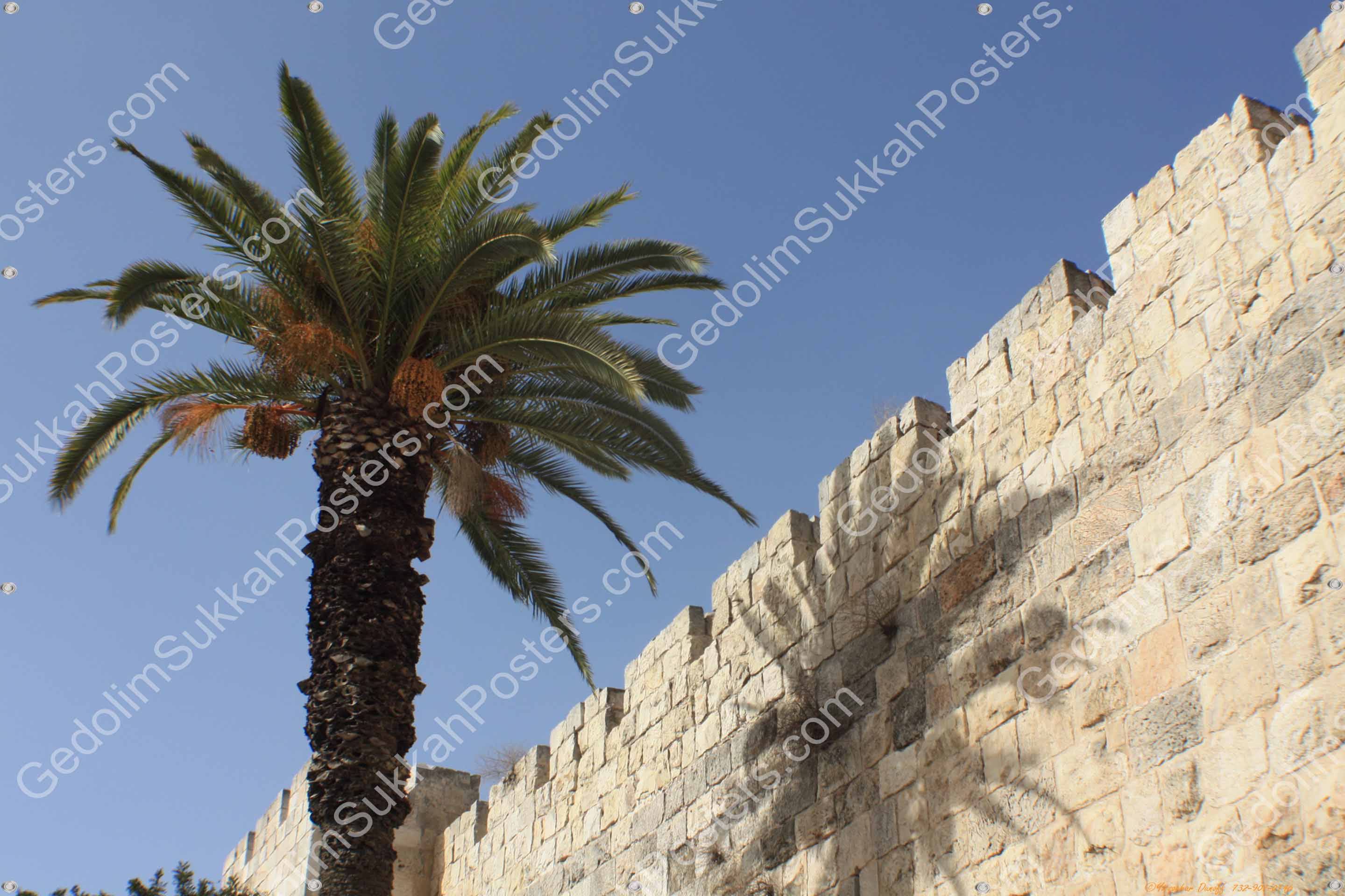 jerusalem palm plant Palm Tree Old City Sukkah Mural – Gedolim Sukkah Posters