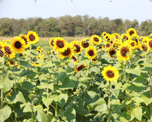 Load image into Gallery viewer, Sunflowers Sukkah Mural
